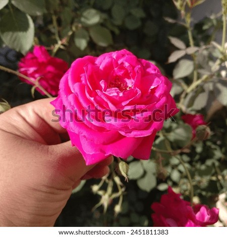 The picture likely centers on a single red rose held gently in a hand. It might be a more simple appreciation for the beauty of the flower itself.