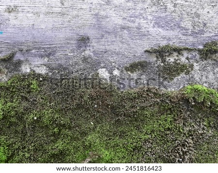 a picture of a mossy wall Royalty-Free Stock Photo #2451816423