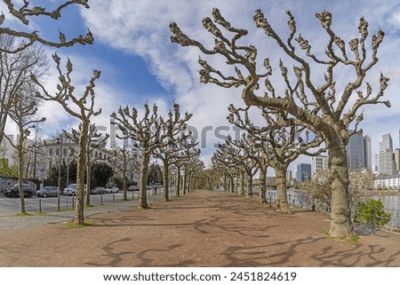 Picture of the Frankfurt skyline with avenue trees during the day in winter