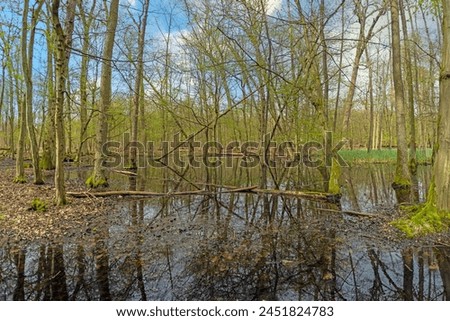 Picture in a marshy forest during the day in spring