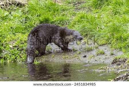 Common Otter on river bank