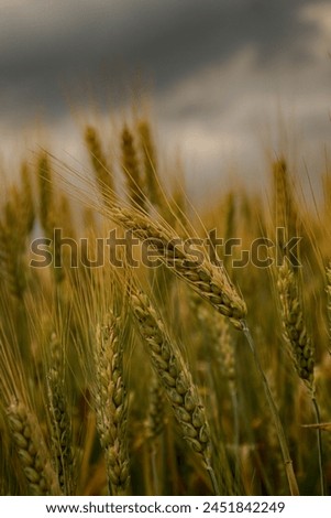 Wheat close-up, spikelets, field, Ukraine, yellow, for editing, background