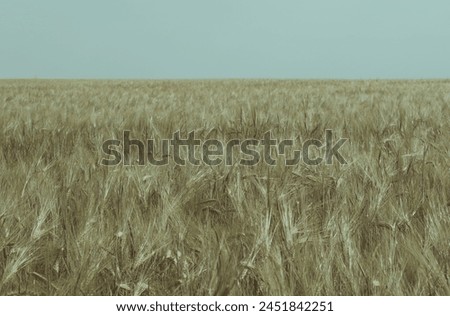 Wheat close-up, spikelets, field, Ukraine, yellow, for editing, background
