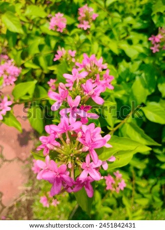 Stunning close-up Pseuderanthemum Laxiflorum(Shooting star)detailed view ultrahd hi-res jpg stock image photo picture selective focus vertical background top or aerial ankle view blurred background 