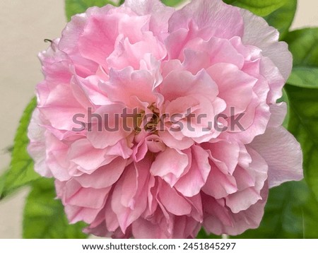 Rose, Damask rose, fragrant pink color Can be made into tea to drink.
