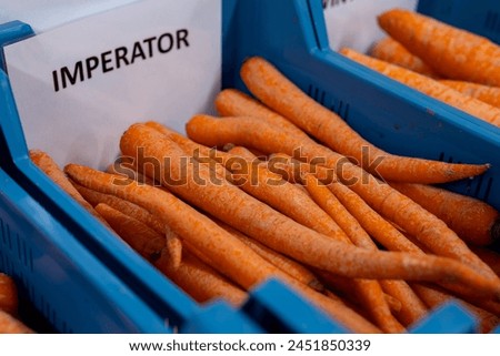 Different types and sizes of non standard orange carrots in plastic box in vegetables processing farm, close up, Imperator type Royalty-Free Stock Photo #2451850339