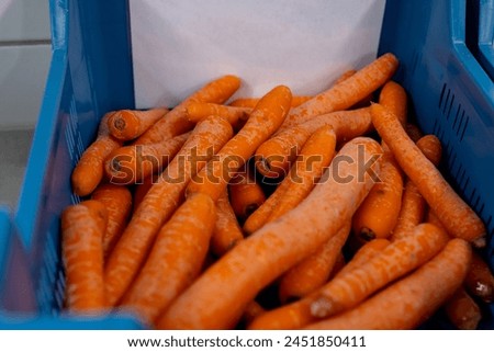 Different types and sizes of non standard orange carrots in plastic box in vegetables processing farm, close up, Waspeen type Royalty-Free Stock Photo #2451850411