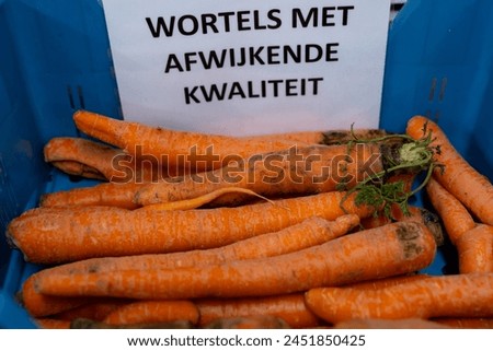 Different types and sizes of non standard orange carrots in plastic box in vegetables processing farm, close up, English translation Different quality carrots Royalty-Free Stock Photo #2451850425