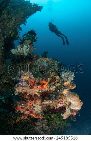 Diver, sponges, black sun coral in Ambon, Maluku, Indonesia underwater photo. The diver is swimming around.