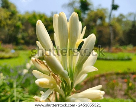 Stunning close-up of Tuberose(polyanthes tuberosa, agave amica)white flowers ultra hd hi-res jpg stock image photo picture selective focus horizontal background side or straight ankle view 
