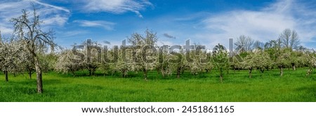 Panoramic view of a blossoming apple orchard or meadow orchard in spring with clear clouds, fine weather and a green, unmown natural meadow Royalty-Free Stock Photo #2451861165
