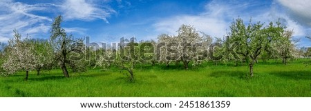Panoramic view of a blossoming apple orchard or meadow orchard in spring with clear clouds, fine weather and a green, unmown natural meadow Royalty-Free Stock Photo #2451861359