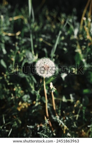 Natural Dandelion Beauty. Dandelion in the wild