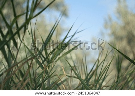 Sedge grass with blue sky as background. Marram grass as backdrop for publication, poster, calendar, post, screensaver, wallpaper, cover, website. High quality photography