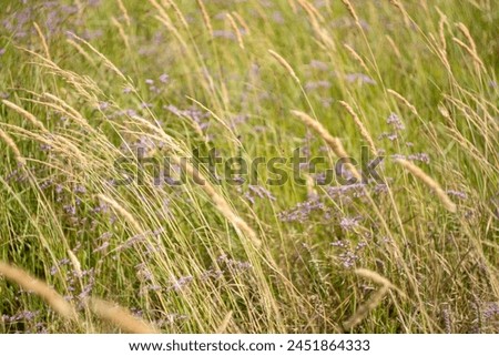 Grass field waving in the wind from right to left, selective focus. Sedge meadow background for publication, poster, calendar, post, screensaver, wallpaper, cover, website. High quality photography