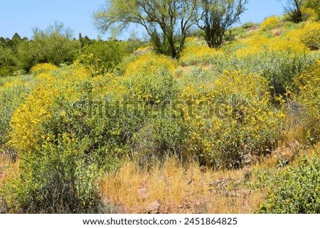 The Vast Sonora desert in central Arizona USA on a early spring morning with wild flowers Brittlebush and Texas Bluebonnets Royalty-Free Stock Photo #2451864825
