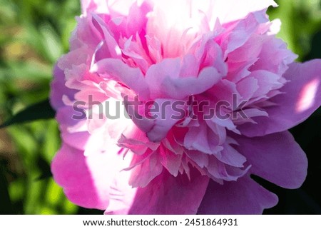 Pink peony flower blooms. Bright peony bud for poster, calendar, post, screensaver, wallpaper, postcard, banner, cover, website, copy space for your design or text. High quality photography