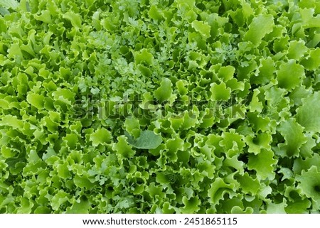 Green lettuce leaves background, top view. Growing greenery for publication, poster, calendar, post, screensaver, wallpaper, cover, website. High quality photography