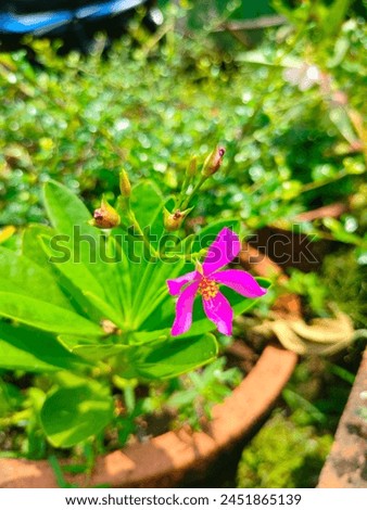 Stunning close-up of Talinum Paniculatum (Fameflower,Jewels -of -opar,Pink baby's breath) ultra hd hi-res jpg stock image photo picture selective focus vertical background side or straight ankle view 