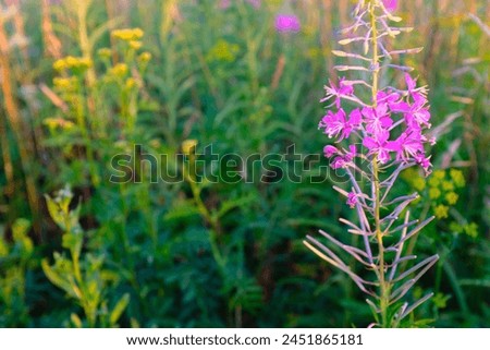 A fireweed flower on meadow, selective focus. Bloom fireweed plant for publication, design, poster, calendar, post, screensaver, wallpaper, postcard, banner, cover, website. High quality photography