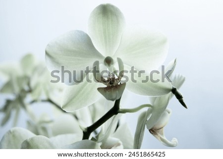 White orchid flowers on blurred white background for publication, design, poster, calendar, post, screensaver, wallpaper, postcard, banner, cover, website. High quality photography
