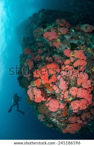 Diver, bunch of coral reefs in Ambon, Maluku, Indonesia underwater photo. The coral reefs are very colorful.
