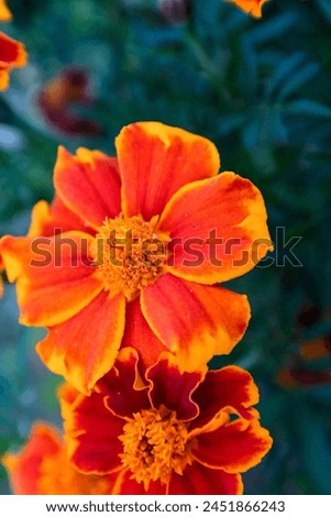 Orange marigold flowers, top view. Tagetes. Background from bright french marigolds for publication, poster, calendar, post, screensaver, wallpaper, cover, website. High quality photography