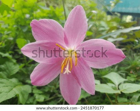 Local people call this flower a native tulip in tropical nature