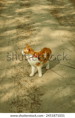 The photo shows a ginger cat on a walk.