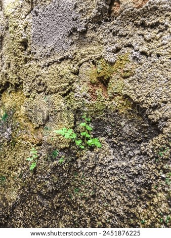 Wild grass growing on a mossy wall Royalty-Free Stock Photo #2451876225