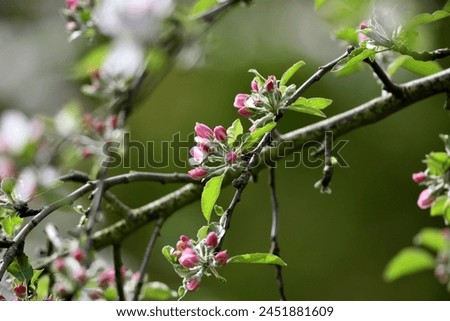 Close-up in the beautiful garden. White pink apple blossoms on the branch against a milky gray background.
