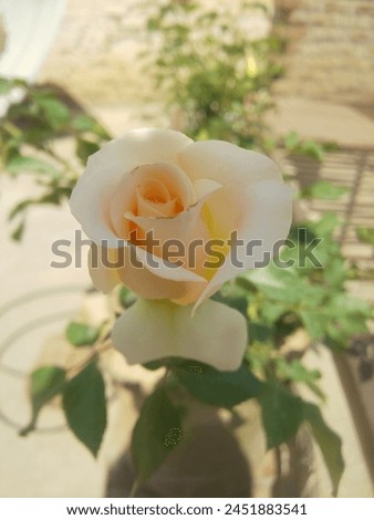 white or off white rose picture captured in spring season, newly opened bud, the rose is looking so gorgeous.