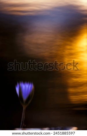 Reflection of Water lily flower in waterhole at dawn in Kruger National park, South Africa