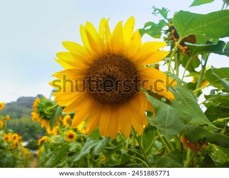 A big Sunflower in a sunflower garden, close up, Kediri