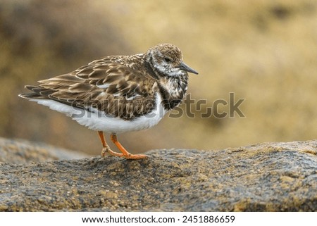 Ruddy Turnstone Perched on a rock Royalty-Free Stock Photo #2451886659