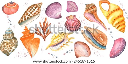 Collection of 16 elements of seashells. You can fold a pattern, a postcard, or add it to an illustration yourself.