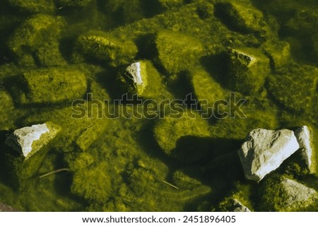 
The photo shows stones covered with green moss in water.
