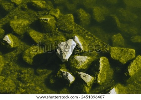 
The photo shows stones covered with green moss in water.
