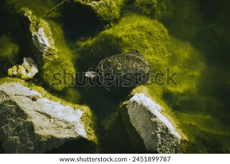 
In the photo, a turtle is swimming next to stones covered with green moss.
