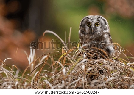 The boreal owl sitting on a little stump between drying grass in autumn forest