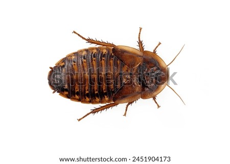 Argentinian wood roach, Blaptica dubia, female cockroaches isolated on white background, top view