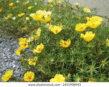    Yellow moss-rose purslane (Portulaca grandiflora) flower pictures                            