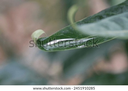 A hydathode is a type of pore, commonly found in angiosperms, that secretes water through pores in the epidermis or leaf margin, typically at the tip of a marginal tooth or serration. Royalty-Free Stock Photo #2451910285