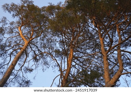 Scots pine tree canopy with blue sky, abstract photography. 