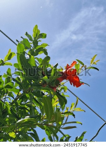 The image captures a vibrant pomegranate flower against a clear blue sky, surrounded by green leaves, with sunlight enhancing its bright red color.