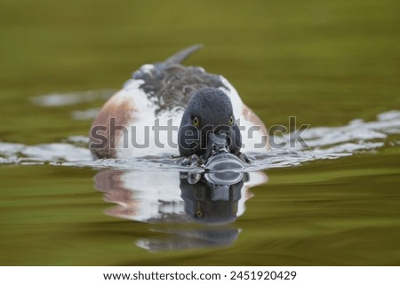 Northern shoveler, shoveler - Spatula clypeata feeding in water with its beak submerged in the water. Photo from Lubusz Voivodeship in Poland. Royalty-Free Stock Photo #2451920429