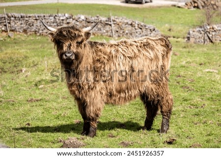 Highland cows, or as the say in Scotland highland coos. They have long shaggy coats and horns. 