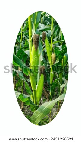 corn plants growing in a field, a corn field with a circle that says corn. a corn field with a picture of a green in the middle.