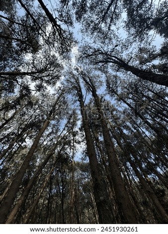 A pic of pine forest in Kodaikanal