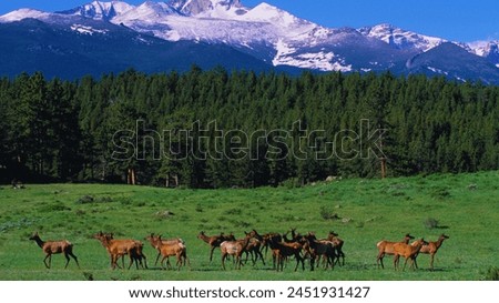 A beautiful picture of a herd of deer in a green space. An enchanting view